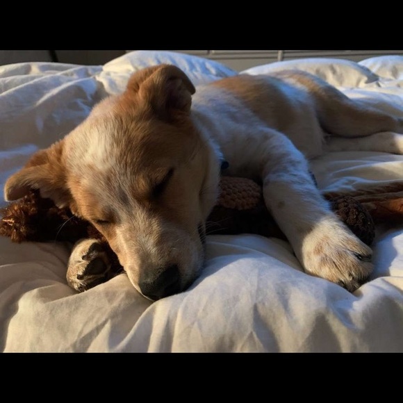 Meet your Posher, Sierra - Picture 1 of 1